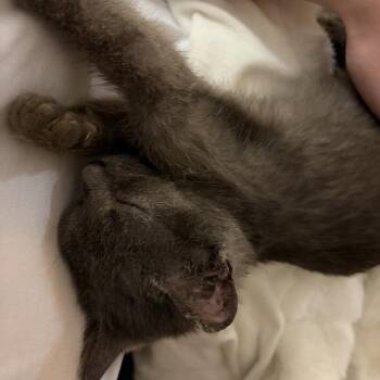 Skrunkles -  Domestic Short Hair Cat for Adoption in Springfield, Illinois - Skrunkles | PetCurious
