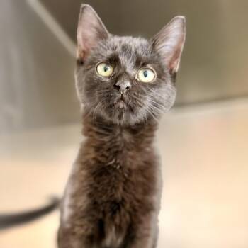 Briar -  Domestic Short Hair Cat for Adoption in Jackson Township, New Jersey - Briar | PetCurious