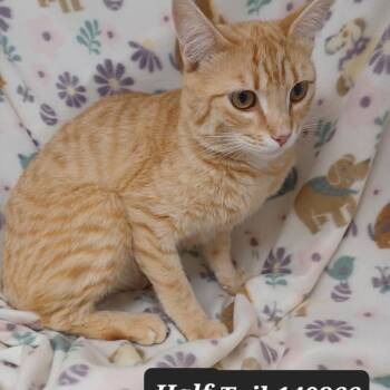 Domestic Short Hair Cats Available for Adoption in New Tazewell, Tennessee - Half Tail | PetCurious