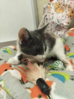 Nia -  Dilute Calico Cat for Adoption in Parlier, California - Nia | PetCurious