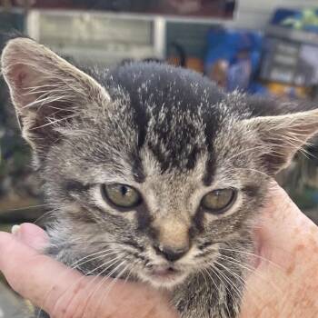 Puma -  Domestic Short Hair Cat for Adoption in Green Forest, Arkansas - Puma | PetCurious