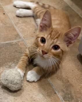 Custard Pie26 -  Domestic Short Hair Cat for Adoption in Youngsville, North Carolina - Custard Pie26 | PetCurious
