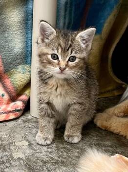 Rescue Domestic Short Hair Cats for Adoption in Clinton, South Carolina - Roane | PetCurious