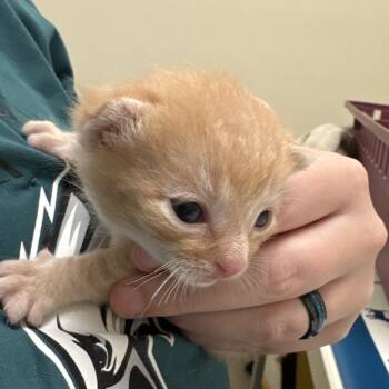 Rescue Domestic Short Hair Cats for Adoption in Lynchburg, Virginia - Prince Harry | PetCurious