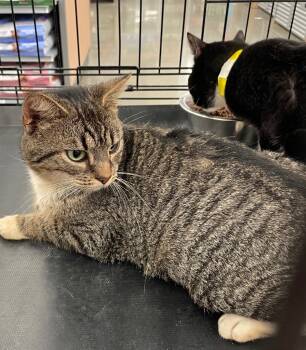 Rescue Domestic Short Hair Cats for Adoption in Dalton, Georgia - Marlin | PetCurious