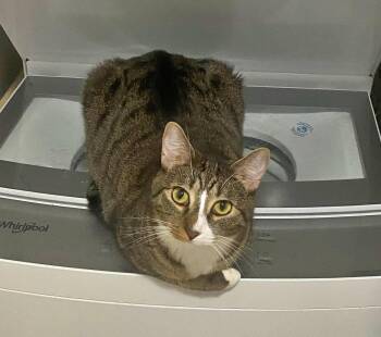 Tabby and Domestic Short Hair Cats Available for Adoption in Hillsboro, Oregon - MELODY #1878 - Offered By Owner - Family Tabby | PetCurious