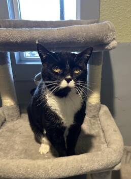 Flower -  Tuxedo Cat for Adoption in Incline Village, Nevada - Flower | PetCurious