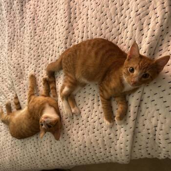 Rescue Domestic Short Hair Cats for Adoption in Nashville, Tennessee - Charlie + Monty (bonded Pair) | PetCurious