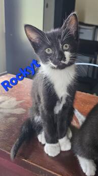 Rescue American Shorthair Cats for Adoption in Massillon, Ohio - Rockyt | PetCurious