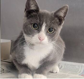 Rescue American Shorthair Cats for Adoption in Beverly Hills, California - Cosmo | PetCurious