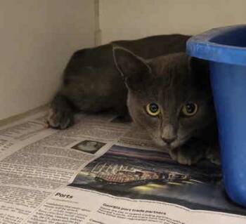 Rescue Domestic Short Hair Cats for Adoption in Atlanta, Georgia - Stevie | PetCurious