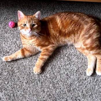 Domestic Short Hair Cats Available for Adoption - Clyde C10658 | PetCurious