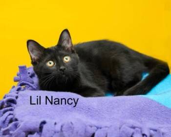 Domestic Short Hair Cats Available for Adoption in Parma, Ohio - Lil Nancy | PetCurious