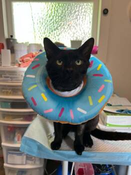 Ocoa -  Domestic Short Hair Cat for Adoption in Burnaby, British Columbia - Ocoa | PetCurious