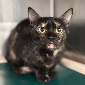 Domestic Short Hair Cats Available for Adoption in Belleville, Illinois - Celeste- PetSmart Belleville | PetCurious
