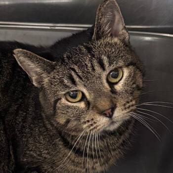 Rukia -  Domestic Short Hair and Mixed Breed Cat for Adoption in Indianapolis, Indiana - Rukia | PetCurious
