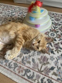 Bootsie (Courtesy Post) -  Domestic Short Hair Cat for Adoption in San Jose, California - Bootsie (Courtesy Post) | PetCurious