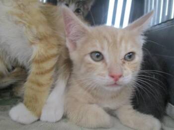 A387828 -  Domestic Short Hair Cat for Adoption in Ocala, Florida - A387828 | PetCurious