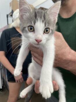 FRANIC -  Domestic Short Hair Cat for Adoption in Dallas, Texas - FRANIC | PetCurious