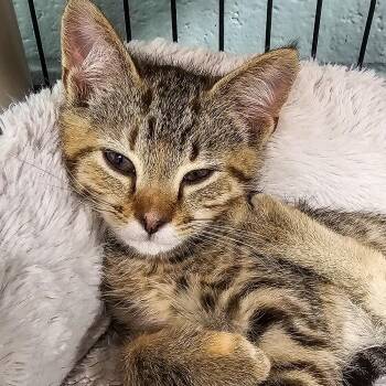 Buttons -  Domestic Short Hair Cat for Adoption in Columbus, North Carolina - Buttons | PetCurious
