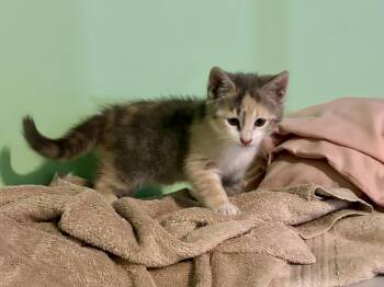 Maddie -  Dilute Calico Cat for Adoption in Albany, New York - Maddie | PetCurious