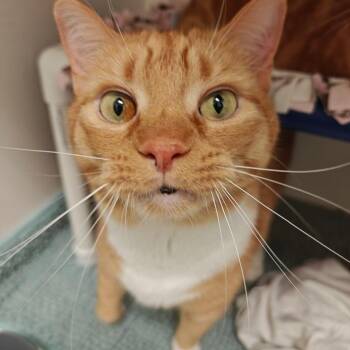 Fred Weasley -  Domestic Short Hair Cat for Adoption in Cumming, Georgia - Fred Weasley | PetCurious