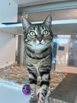 Domestic Short Hair Cats Available for Adoption in Manassas, Virginia - Firefly (ID 47701/1522) | PetCurious