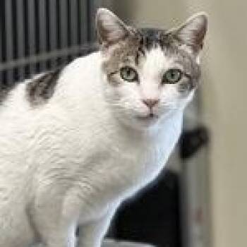 Brady -  Domestic Short Hair Cat Available for Adoption in Bridgewater, New Jersey - Brady | PetCurious