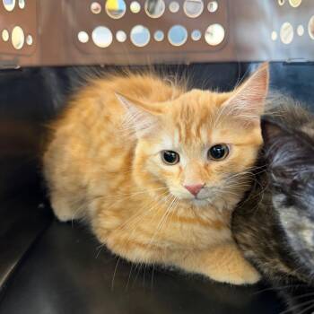 Jack -  Domestic Medium Hair Cat for Adoption in Parkersburg, West Virginia - Jack | PetCurious