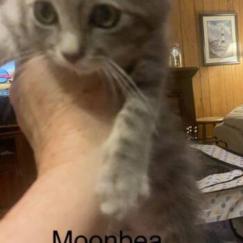 Moonbeam -  Domestic Short Hair Cat for Adoption in Seven Valleys, Pennsylvania - Moonbeam | PetCurious