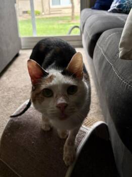 Oakley -  Calico Cat for Adoption in Ferndale, Michigan - Oakley | PetCurious