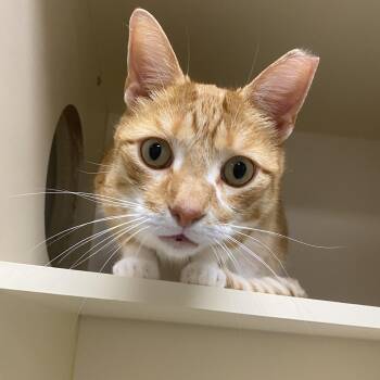 Domestic Short Hair Cats Available for Adoption in Elyria, Ohio - Jacob  | PetCurious