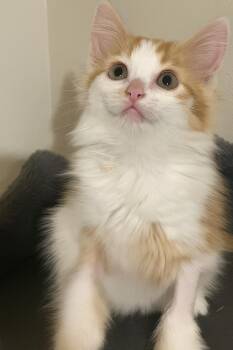 Rescue Domestic Medium Hair Cats for Adoption in San Saba, Texas - Cricket | PetCurious