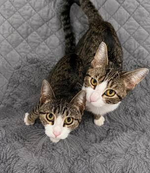 Memphis and Austin -  American Shorthair Cat for Adoption in Philadelphia, Pennsylvania - Memphis And Austin | PetCurious