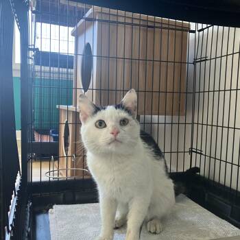 American Shorthair Cats Available for Adoption - Oscar | PetCurious