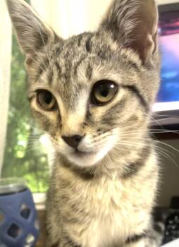 Rescue Domestic Short Hair Cats for Adoption in Charlotte, North Carolina - Charlotte (and Carrie) | PetCurious