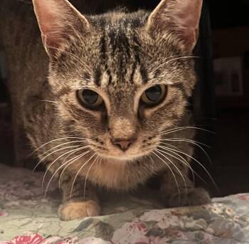 Mimi -  Tabby and Domestic Short Hair Cat for Adoption in Plain City, Ohio - Mimi | PetCurious