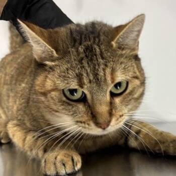 Rescue Domestic Short Hair Cats for Adoption in New York, New York - Moma | PetCurious