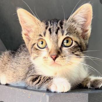 Jean -  Domestic Short Hair Cat for Adoption in Yucca Valley, California - Jean | PetCurious