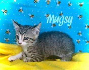 Tabby Cats Available for Adoption in Pleasanton, Texas - Mugsy | PetCurious