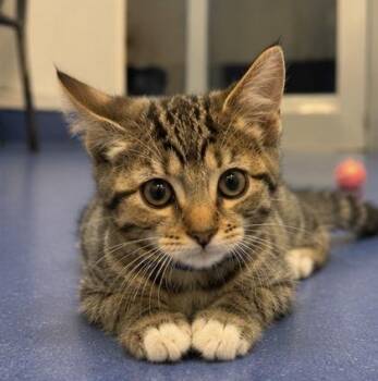 Sumo -  Domestic Long Hair and Domestic Short Hair Cat for Adoption in Roseville, California - Sumo | PetCurious