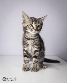 Jazzy -  Domestic Short Hair Cat for Adoption in Maryville, Tennessee - Jazzy | PetCurious