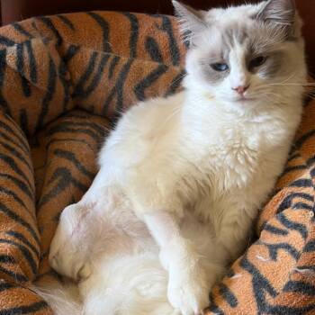 Zuki -  Snowshoe Cat for Adoption in Los Angeles, California - Zuki | PetCurious