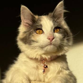 Phoebe -  Domestic Medium Hair Cat for Adoption in West Palm Beach, Florida - Phoebe | PetCurious