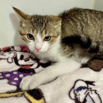 Paprika -  Domestic Short Hair Cat for Adoption in Long Beach, California - Paprika | PetCurious
