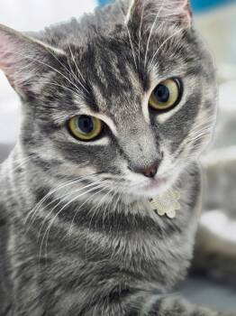Sassafras -  Domestic Short Hair Cat for Adoption in Coppell, Texas - Sassafras | PetCurious