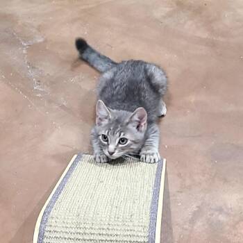 Mayhem -  Domestic Short Hair Cat for Adoption in Layton, Utah - Mayhem | PetCurious