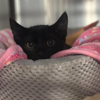 Caddie -  Domestic Medium Hair Cat for Adoption in Tipton, Indiana - Caddie | PetCurious