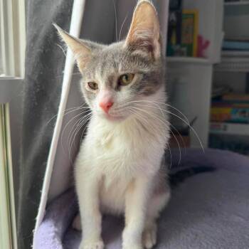 Birch -  Domestic Short Hair Cat for Adoption in Plainfield, Illinois - Birch | PetCurious
