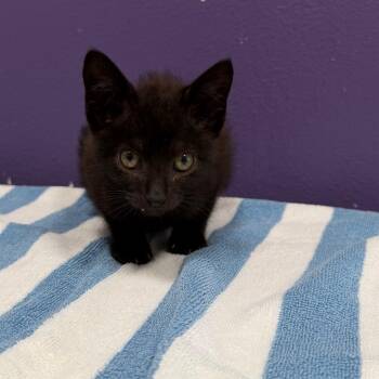 Domestic Short Hair Cats Available for Adoption in Englewood, Florida - Seal | PetCurious